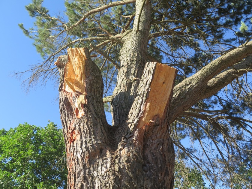Storia di un povero albero a Tempio Pausania