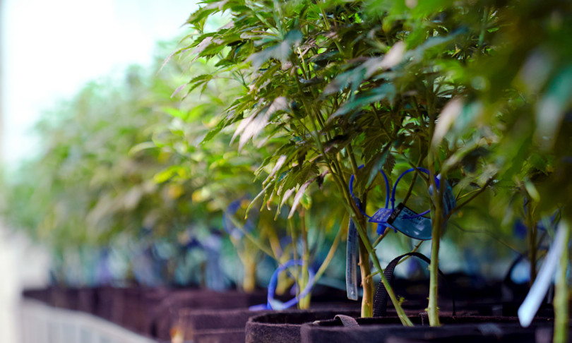 Sardegna, isola perfetta per il business illegale della marijuana: due tonnellate di stupefacenti ogni 100 mila residenti