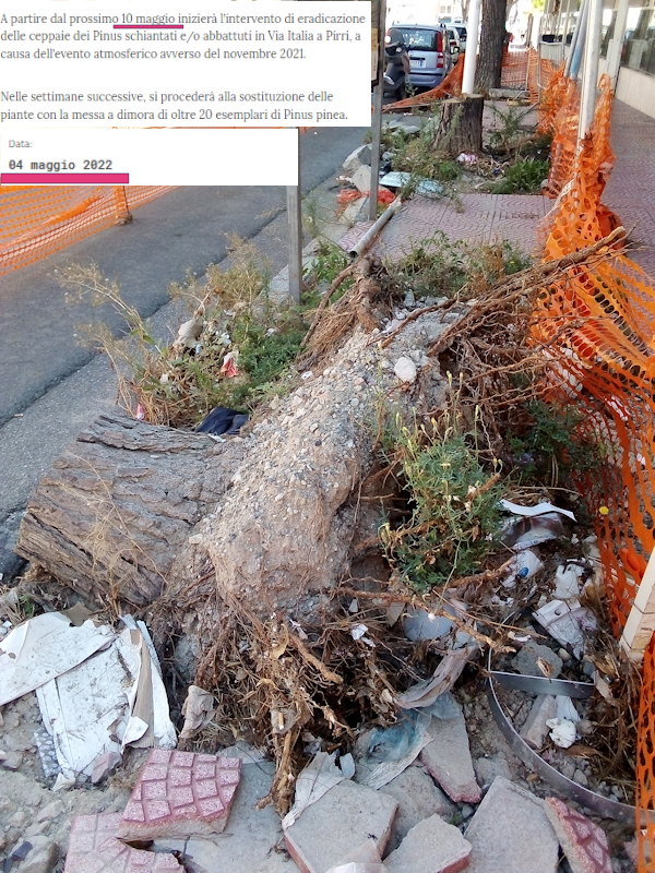 La beffa di Pirri: “Venti alberi abbattuti, nessuna promessa mantenuta dalla giunta Truzzu”