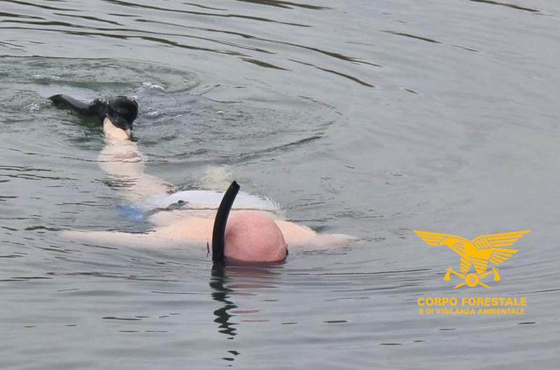 Con boccaglio, pinne e fucile da sub nel parco di Molentargius: nei guai due pescatori-bracconieri