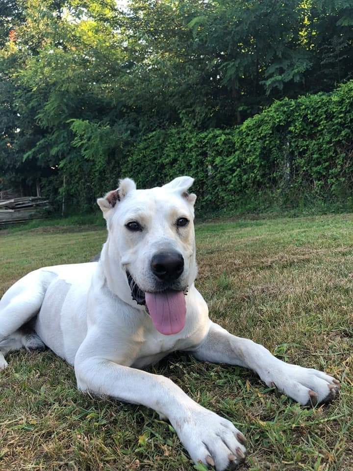 Radio Zampetta Sarda: abbandonato da cucciolo, Max cerca una famiglia