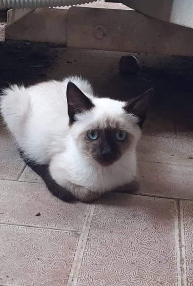 Gattino in pericolo a Cagliari: “Adottatelo o prenderlo in stallo per salvarlo dai cani randagi”