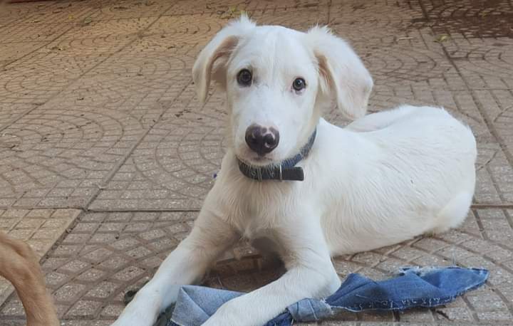 Cagliari, l’appello per un dolce cagnolino: “Cerca una famiglia che lo accolga”