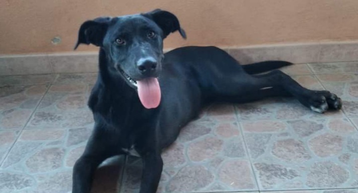 Sos a Radio Zampetta Sarda, cagnolina trovata a Serrenti: chi la riconosce?