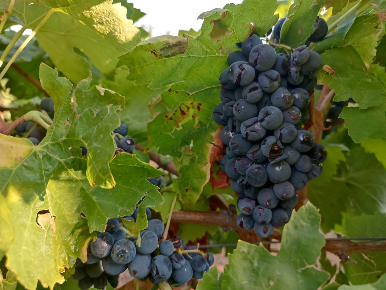 Agricoltori del sud Sardegna in ginocchio dopo il tornado: “Tutto il lavoro di una stagione distrutto in un’ora”