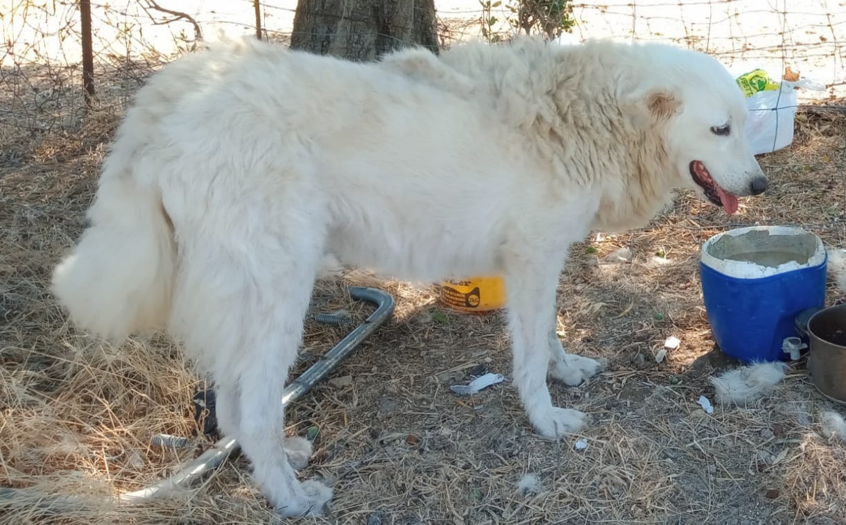 Sos a Radio Zampetta Sarda: “Il pastore è morto, il gregge venduto. Aiutiamo il cane abbandonato”