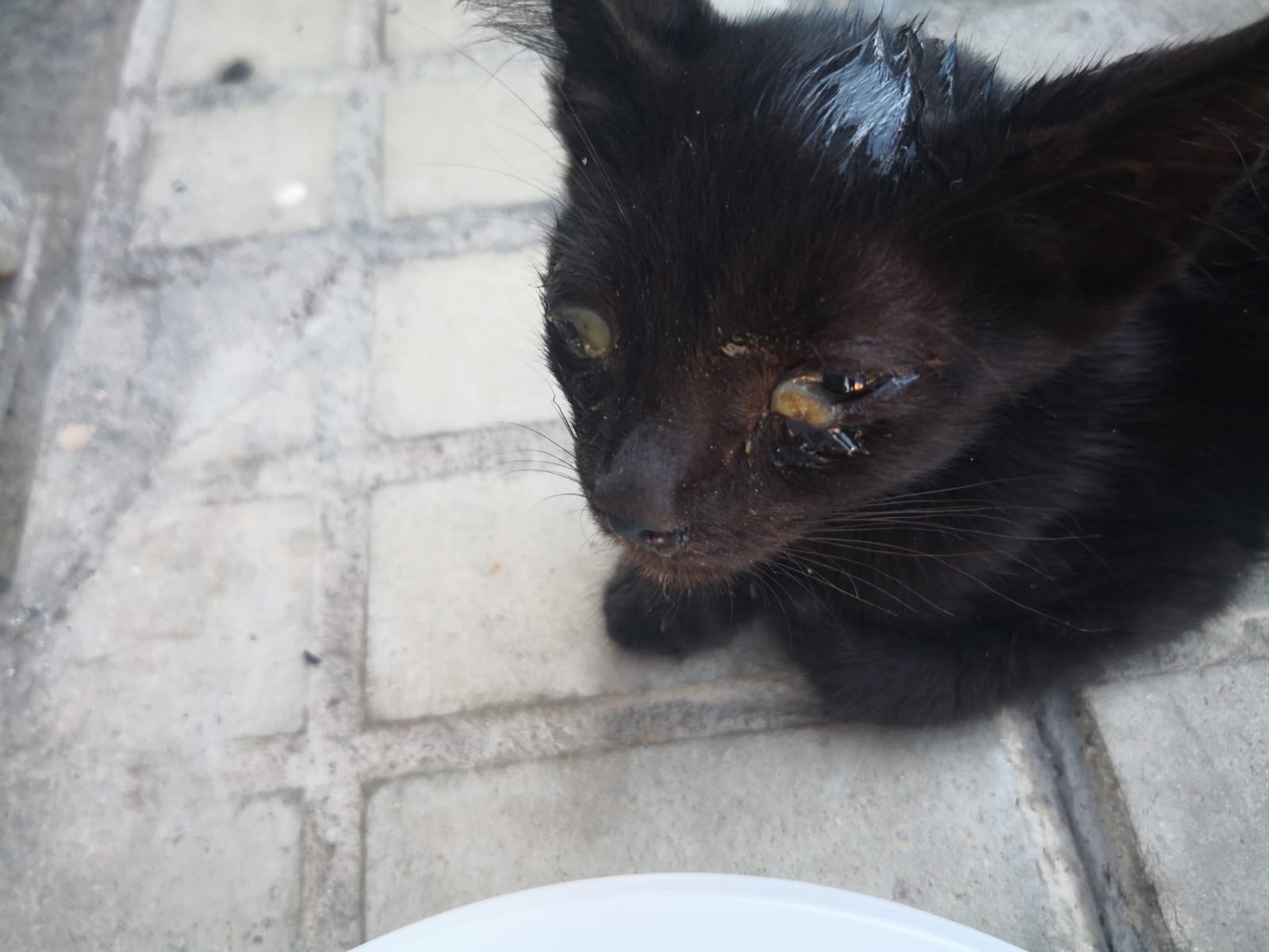 Radio Zampetta Sarda: “Randagismo, estate da incubo”