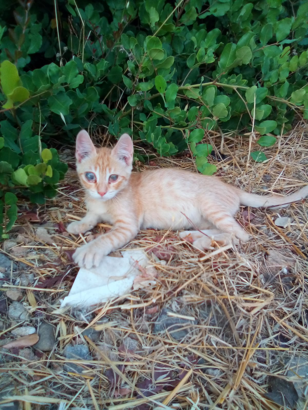 Radio Zampetta Sarda: “Sos per un gattino ipovedente di due mesi, abbandonato a Monserrato”