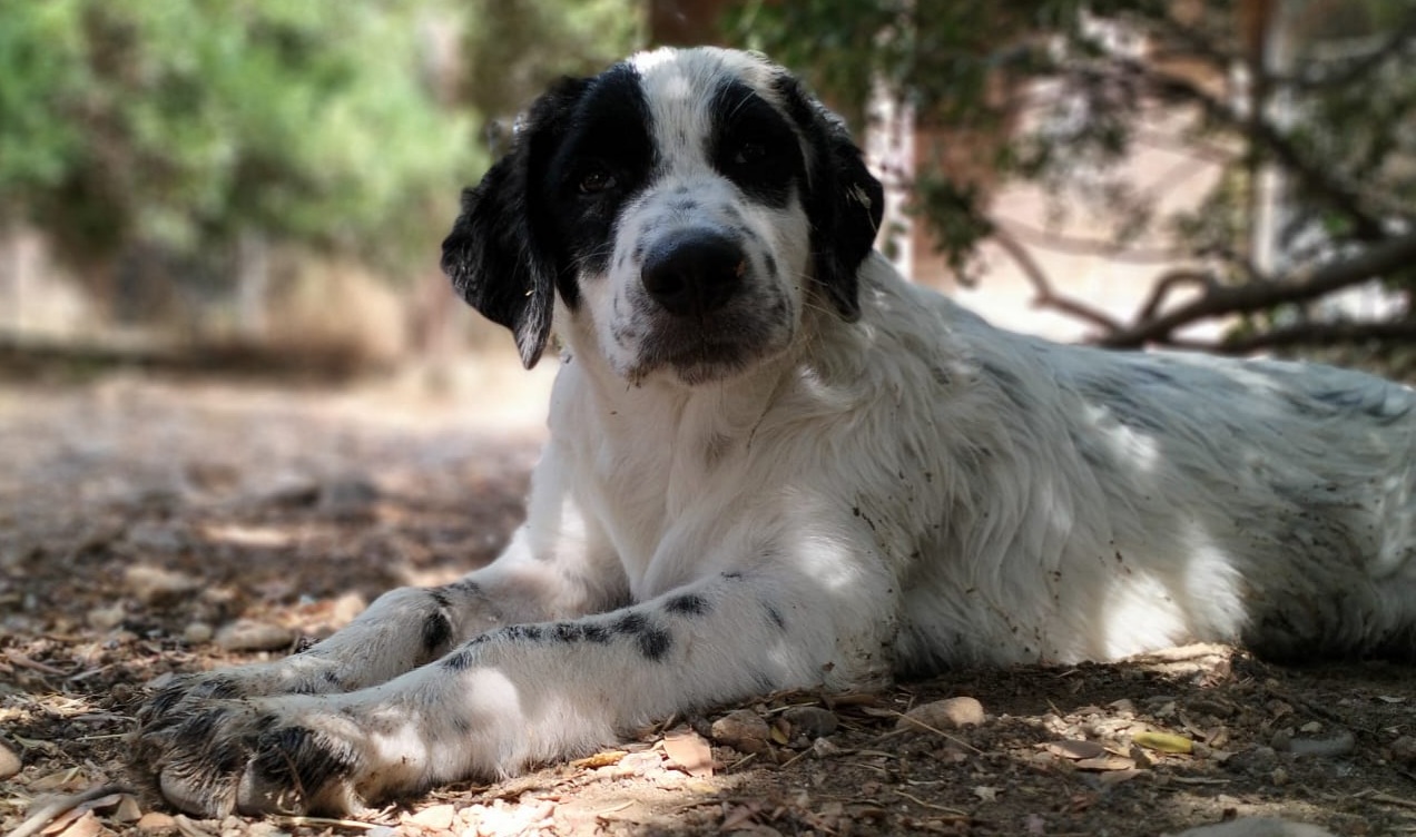Radio Zampetta Sarda: “Una casa per il dolcissimo Buddy”