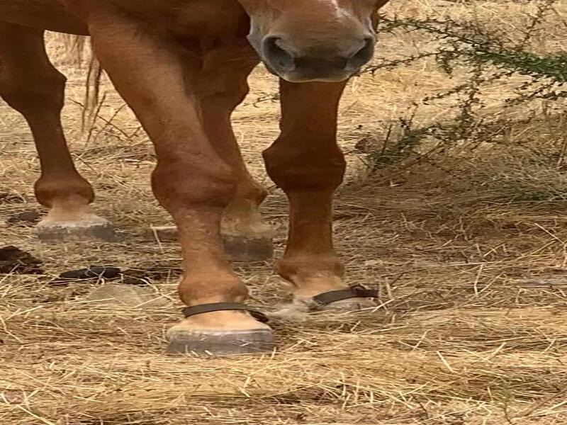 San Vito, la denuncia: “Cavalli tenuti con la catena in un terreno”