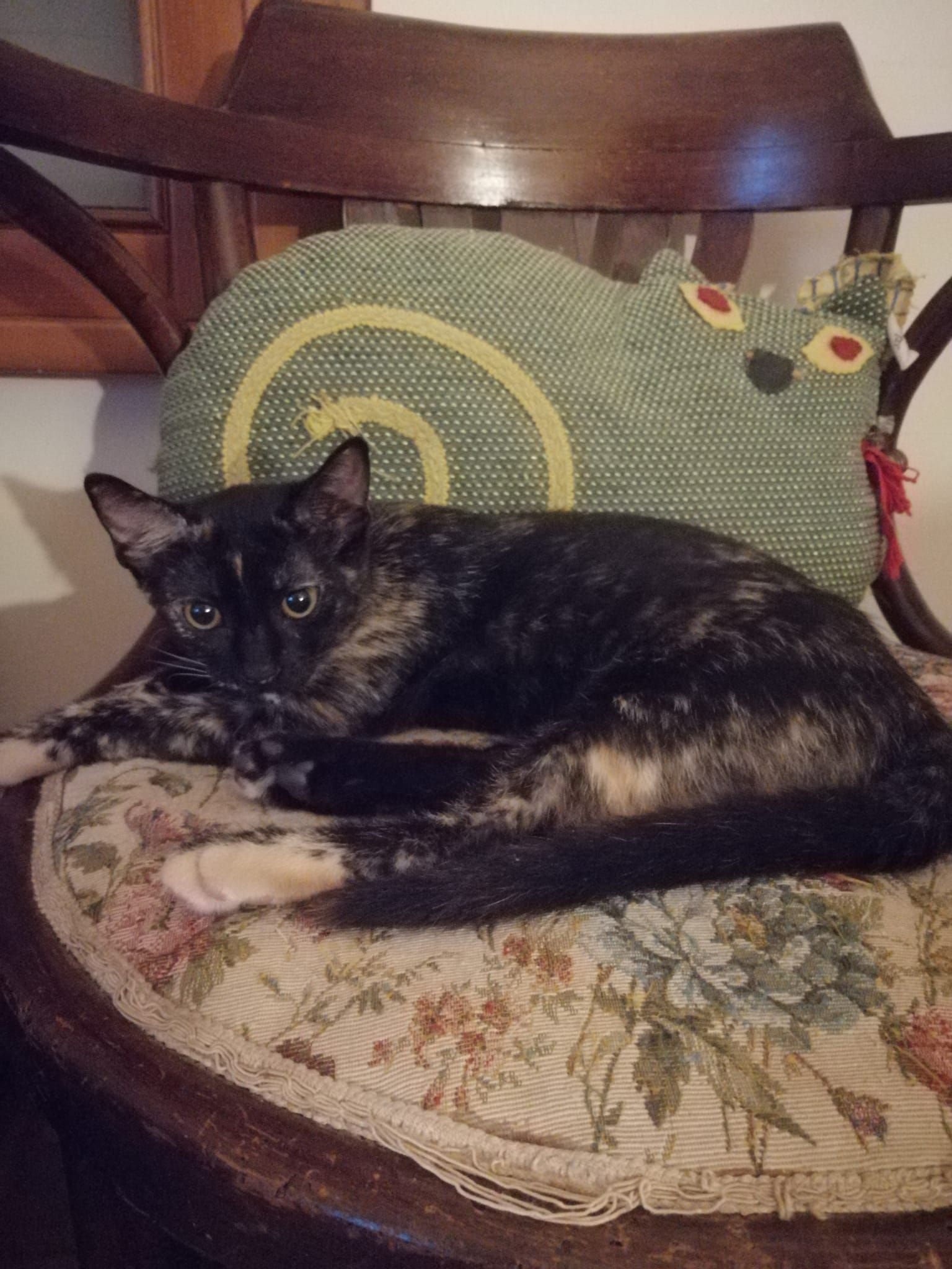 Radio Zampetta Sarda, adozione del cuore per Frida