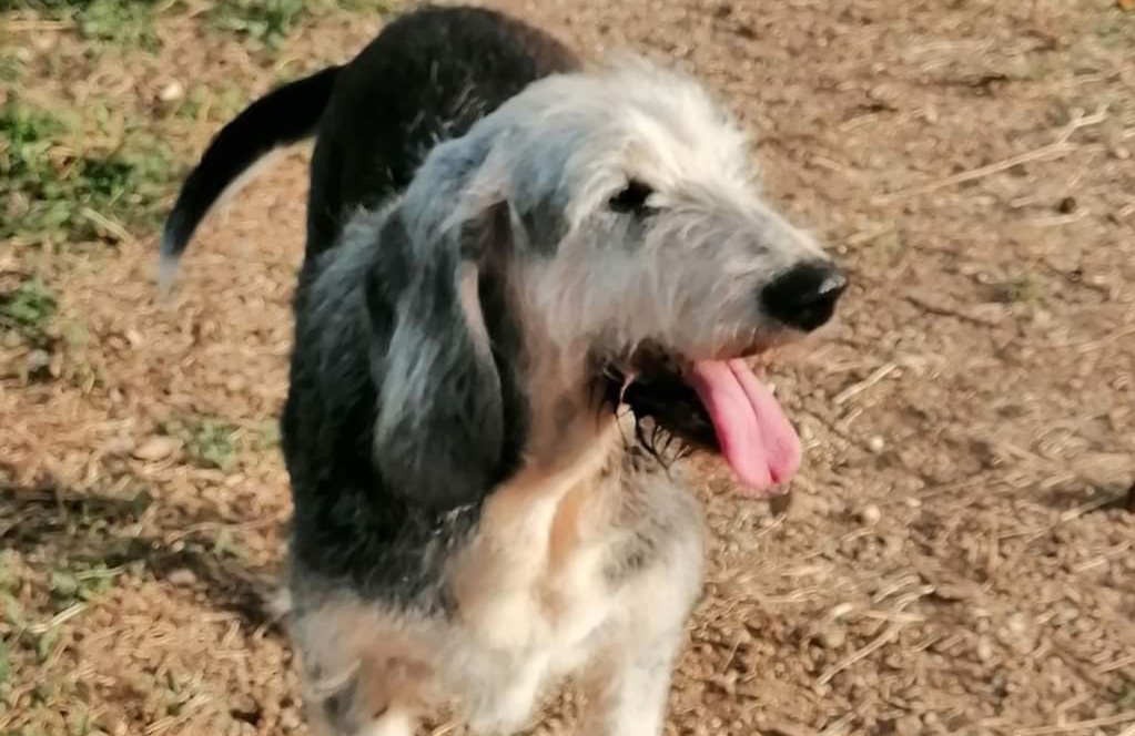 Sos da Narbolia: “È scomparso un cane anziano e sordo, aiutateci a ritrovare Poldo”