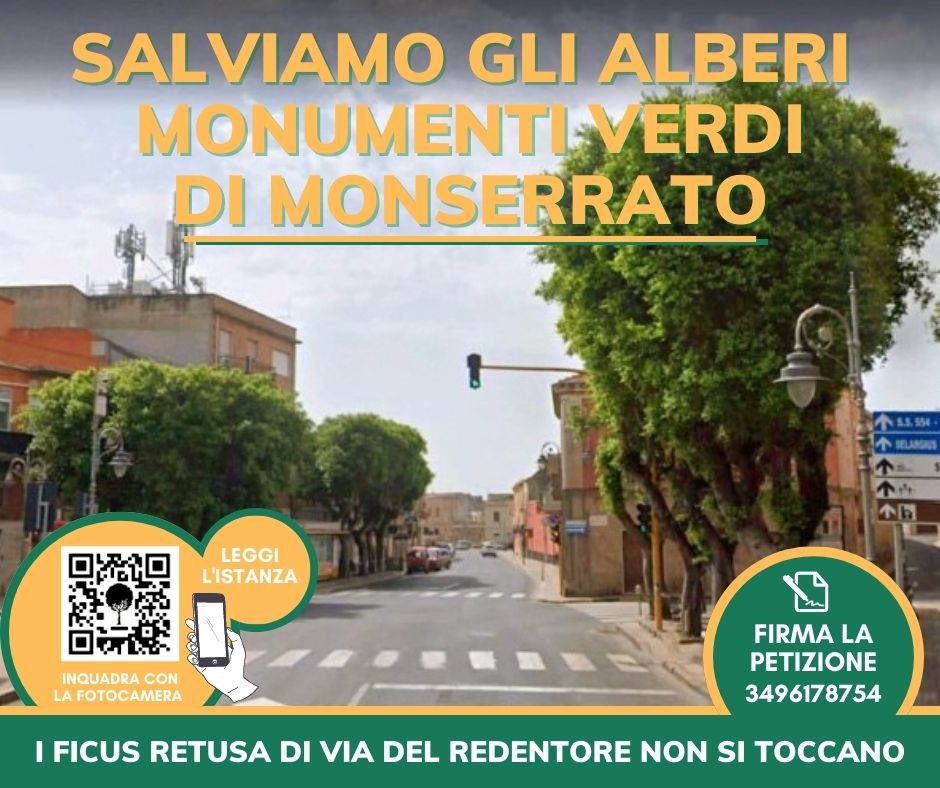 Monserrato, giù 6 ficus per creare una rotonda in via del Redentore: “Non abbattete gli alberi”