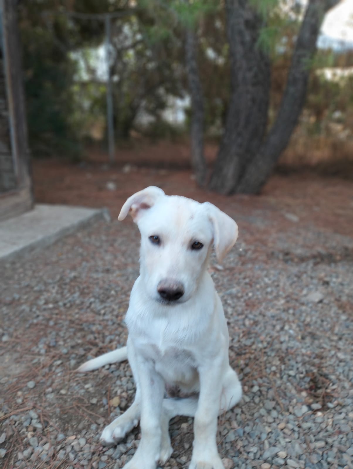 Radio Zampetta Sarda, adozione del cuore per il dolcissimo Freddy