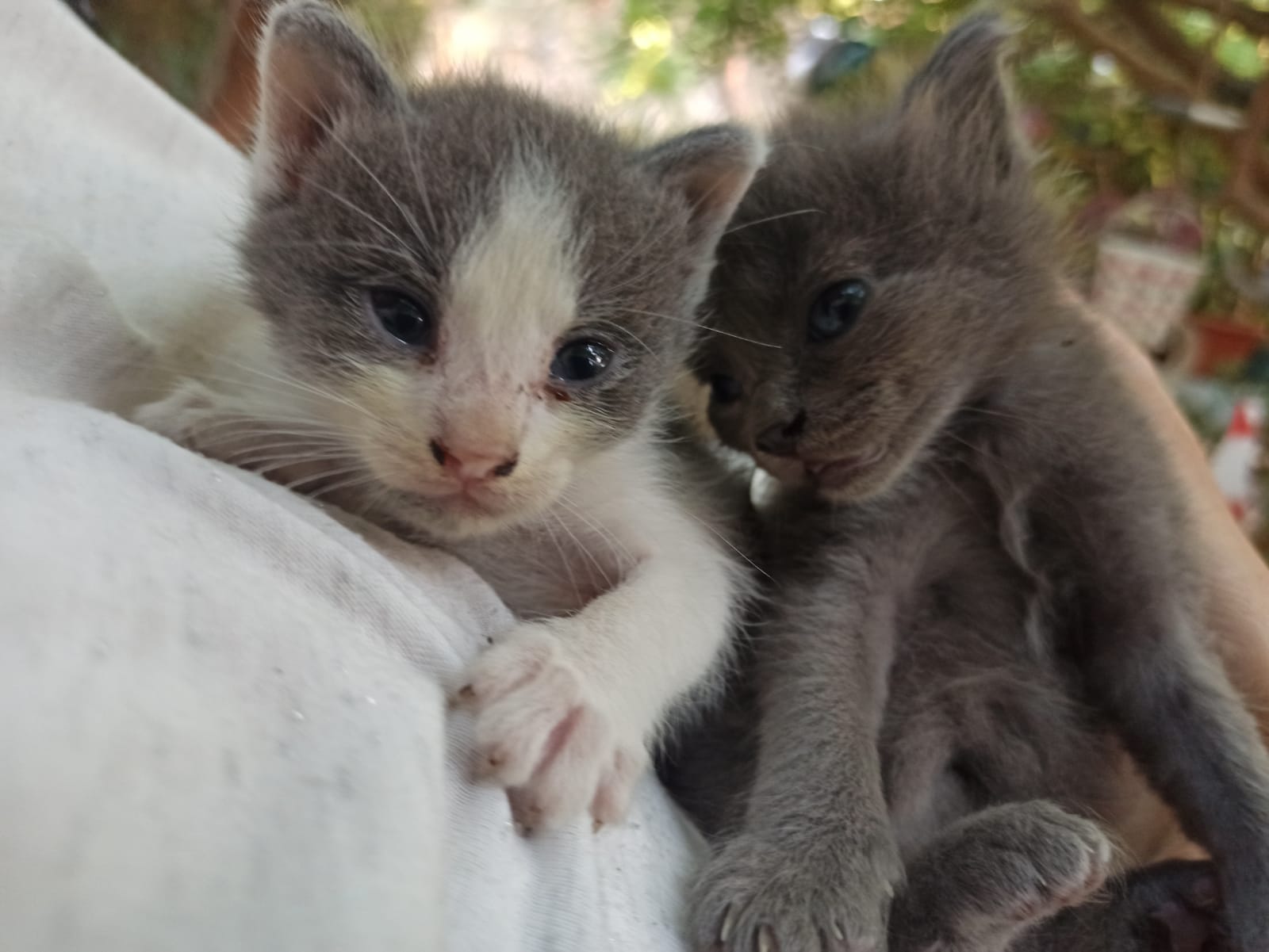 L’appello del cuore a Cagliari: “Cerchiamo una balia o adozione per due gattini di 20 giorni”
