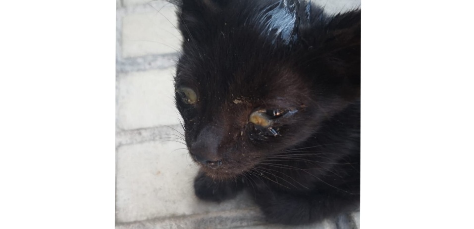 Radio Zampetta Sarda: micio recuperato in fin di vita, aperta una raccolta fondi