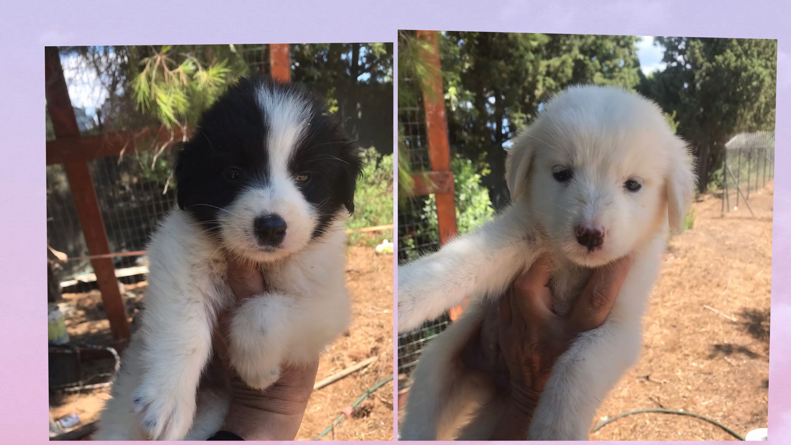 Quartu, sos adozioni del cuore per due cuccioli di un mese