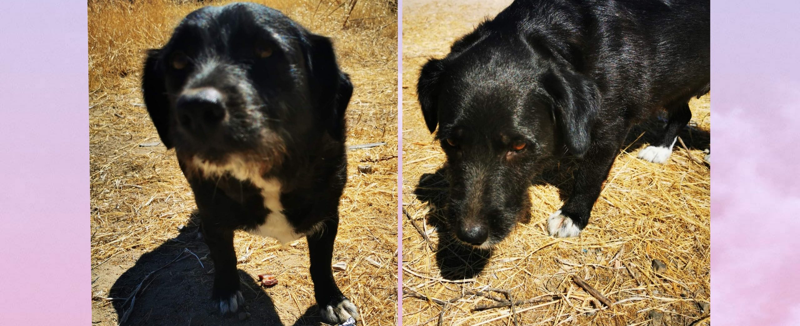 Sos a Radio Zampetta Sarda, cercasi disperatamente un cane abbandonato