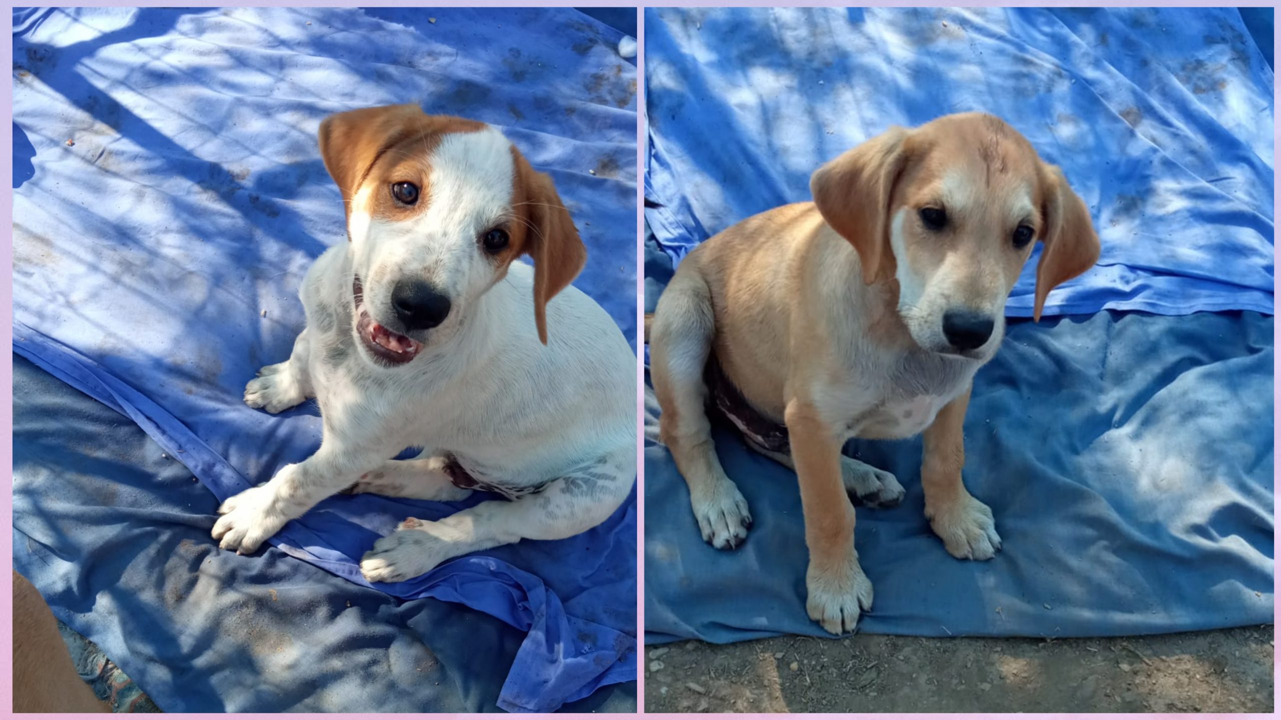 Figli di una randagina aspettano una famiglia per tutta la vita: il commovente appello nel Cagliaritano