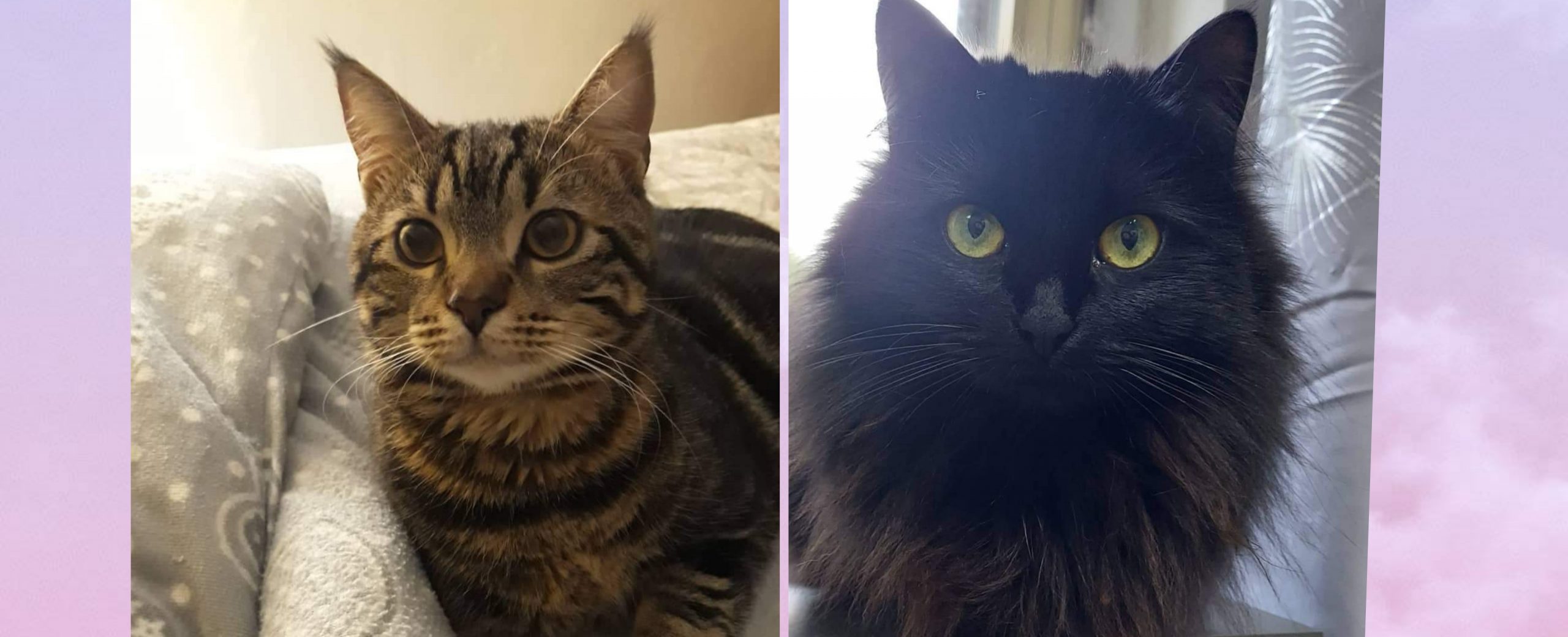 Radio Zampetta Sarda: cercasi stallo temporaneo per due gatti di casa