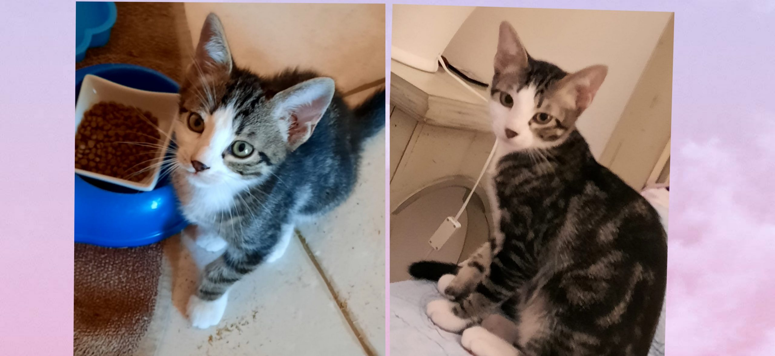 Radio Zampetta Sarda: adotta un randagino, Momo aspetta te