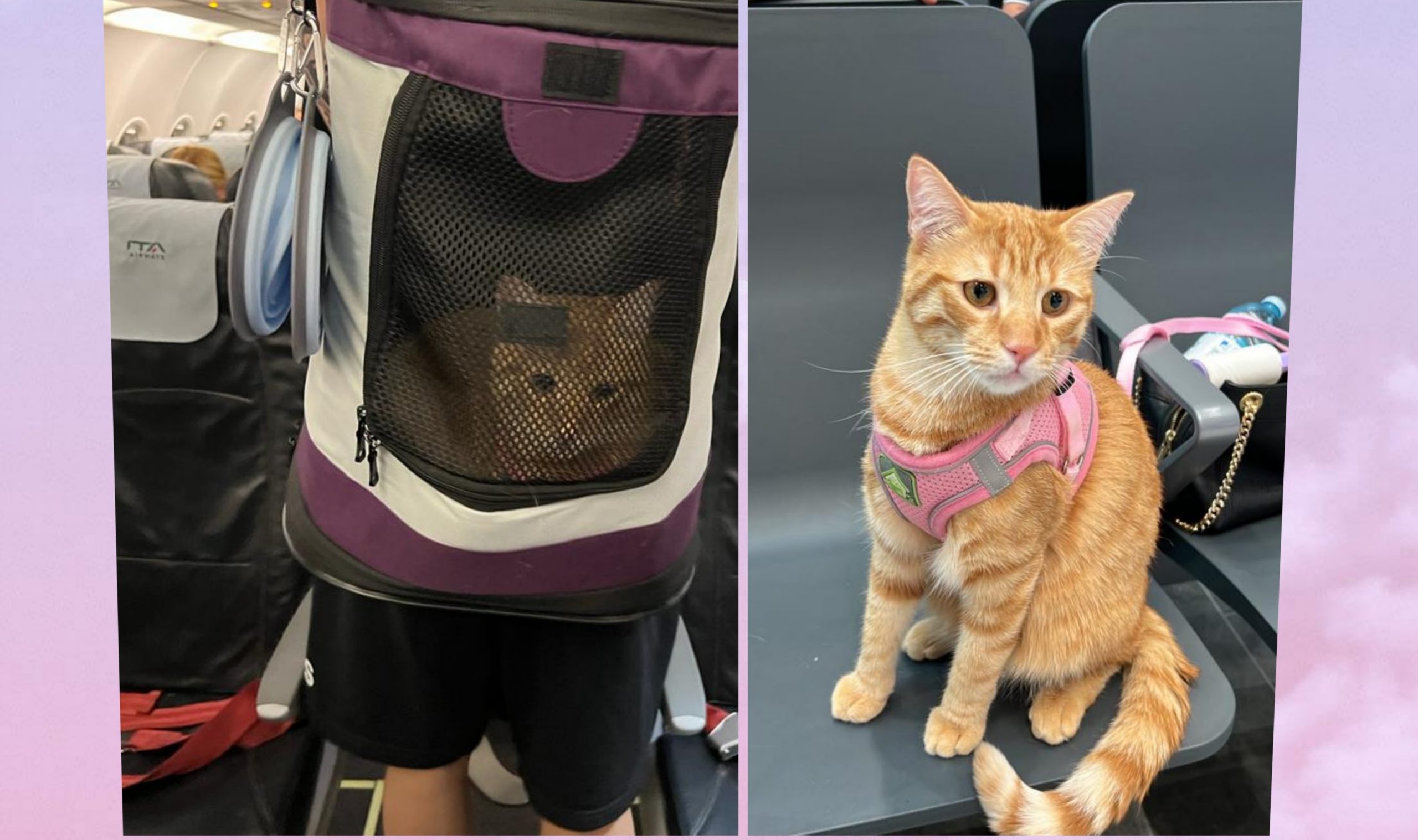 RADIO ZAMPETTA SARDA:” NO ALL’ ABBANDONO, LE VACANZE SONO PIÙ BELLE INSIEME!”