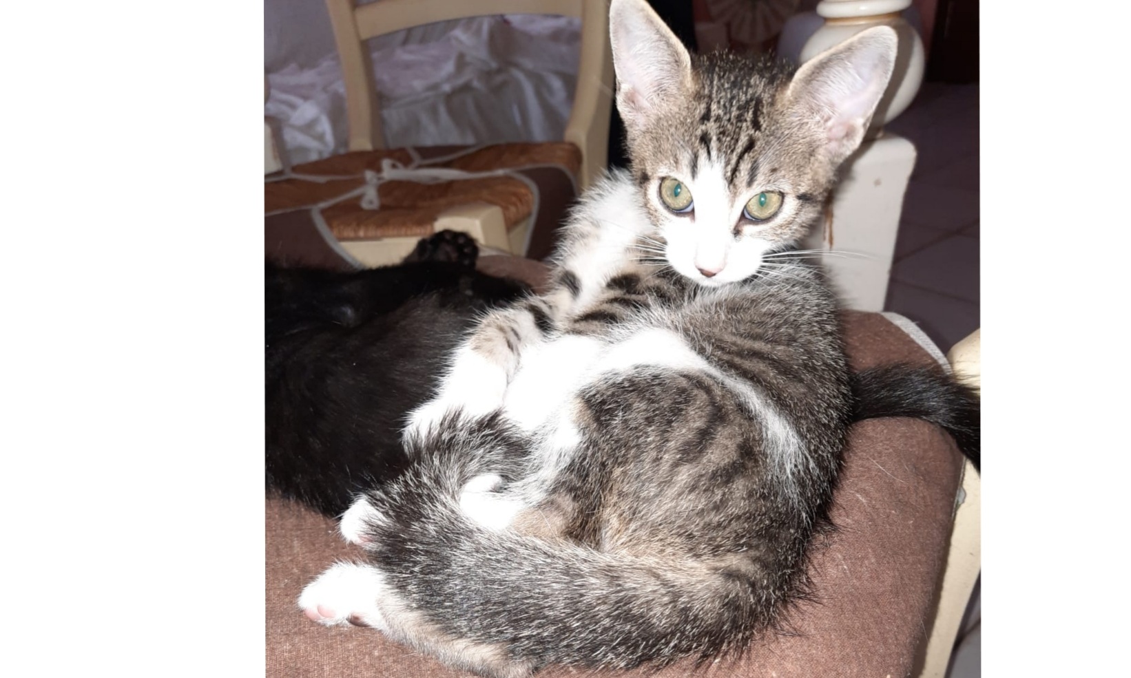 Sos a Radio Zampetta Sarda: cercasi una vera famiglia per Pepita