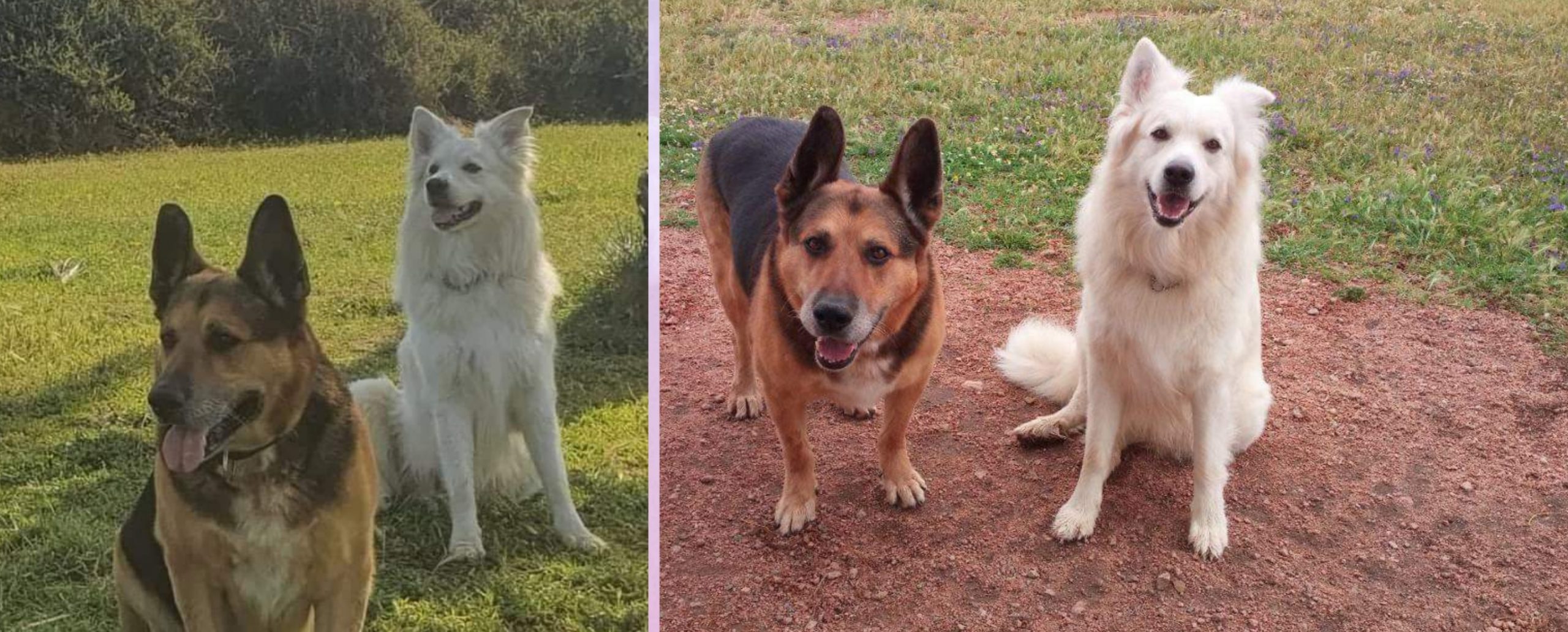 Quartu, muore il padrone: “Chi vuole adottare i suoi due dolcissimi cani?”