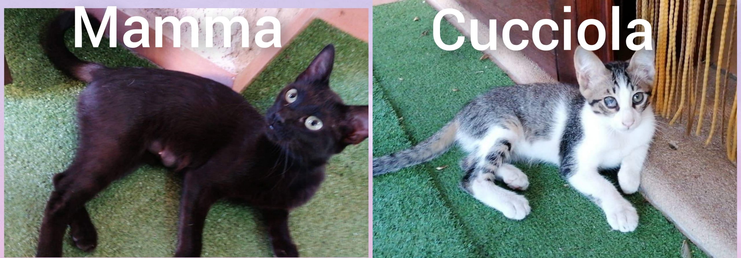 L’sos di una turista da Villasimius: “Due gattine da salvare, chi ne vuole adottare una?”