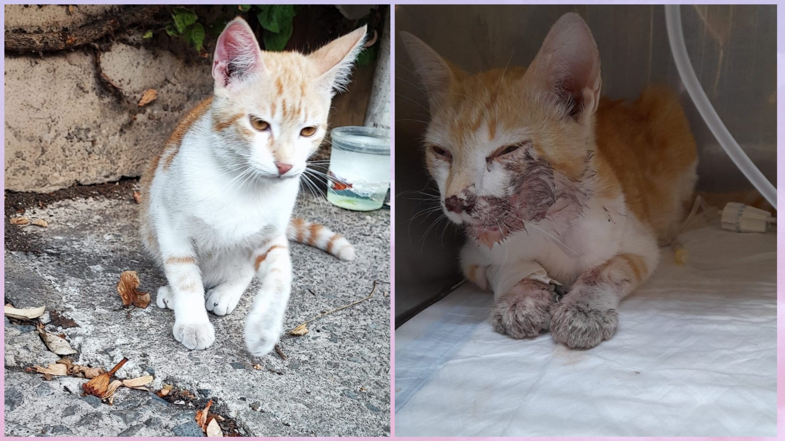 Portapizze spericolati: “Selargius, il gatto Pedro investito e ucciso”