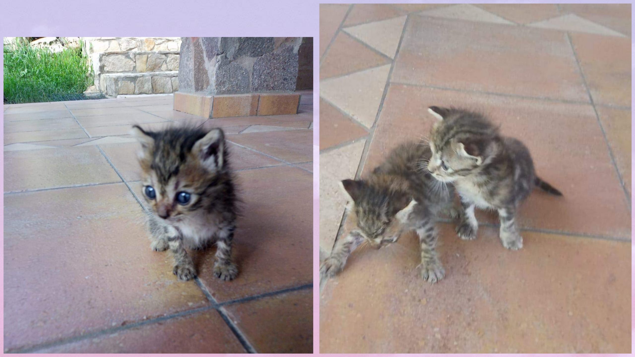 Sos a Radio zampetta sarda: “Turisti in partenza dalla Sardegna, chi adotta due micro gattini?”