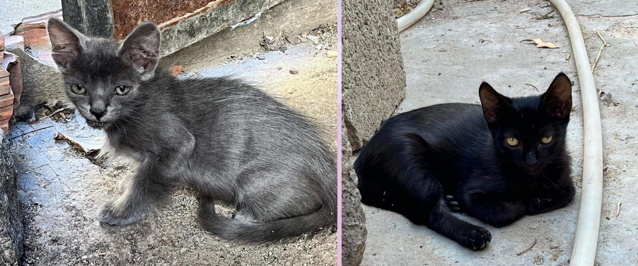 Radio Zampetta Sarda: appello per aiutare due gattini in pericolo di vita