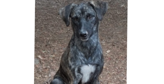 Radio Zampetta Sarda: cercasi famiglia per la vita per la dolce Sally