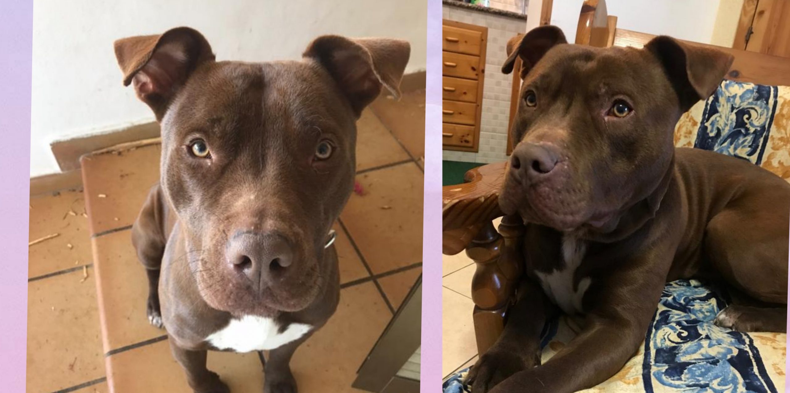 A Radio Zampetta Sarda la triste storia del tenero Gaspare: aiutiamolo