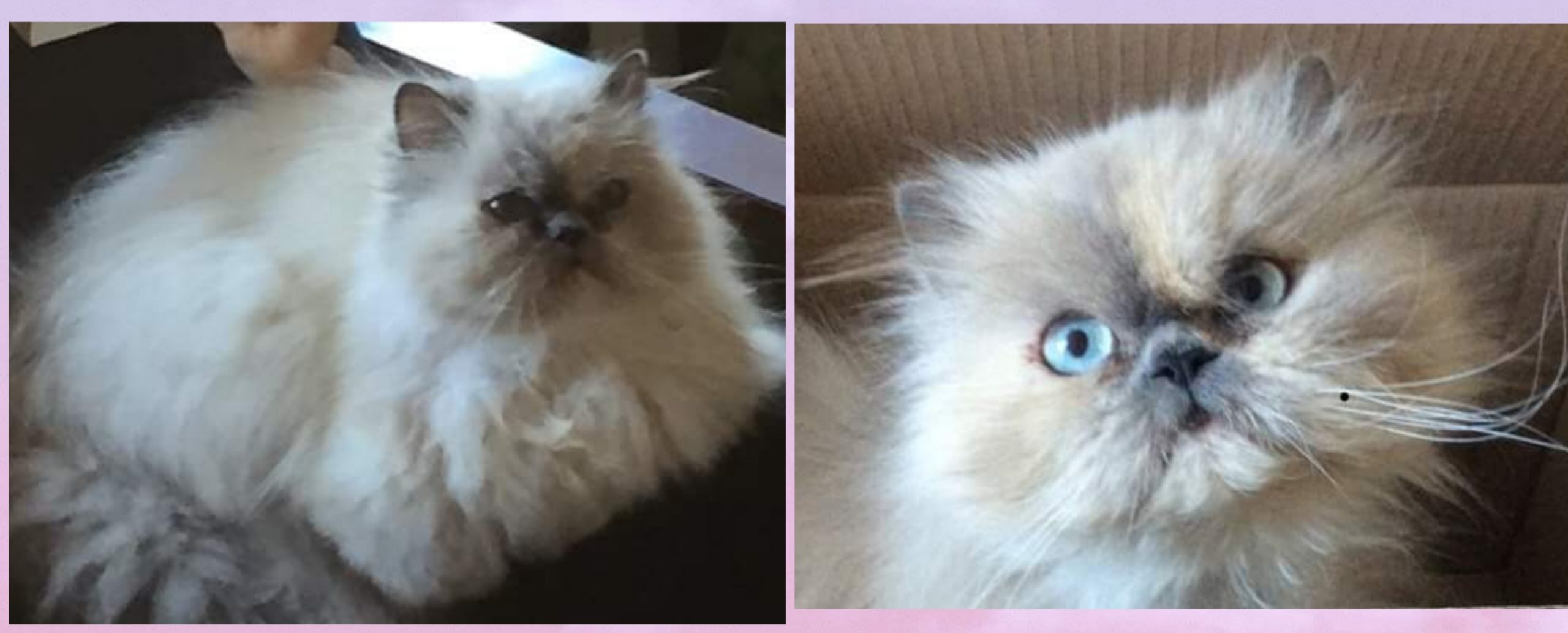 Appello a Radio Zampetta Sarda: “Ridatemi la mia gatta, offro 500 euro di ricompensa”