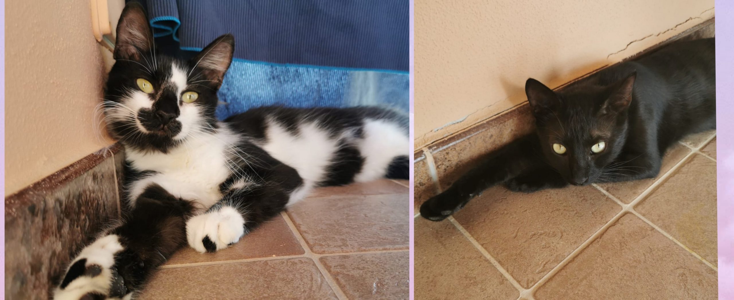 Lise e Talami cercano casa: appello a Radio Zampetta Sarda