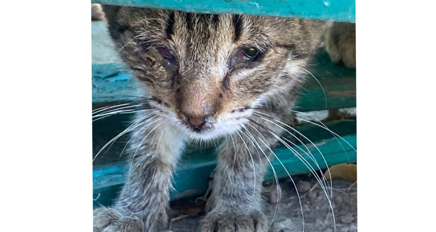 Sos a Radio Zampetta Sarda, 2 micini abbandonati necessitano di cure