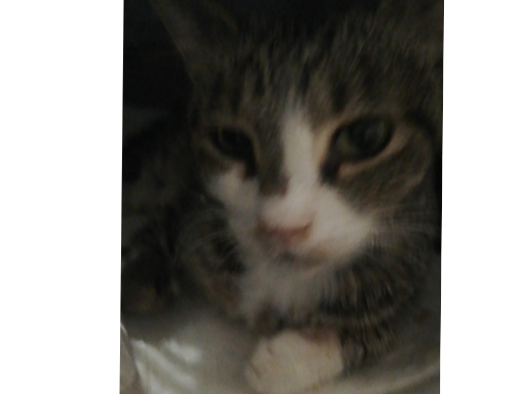 Appello a Radio Zampetta Sarda: serve gatto donatore di tipo A per aiutare Bambi