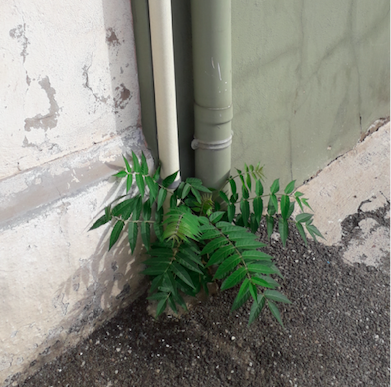 “Cagliari città verde europea? Intanto ci pensa Madre natura”
