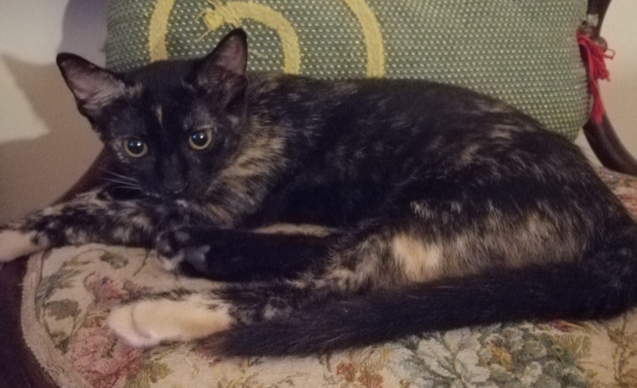 Radio Zampetta Sarda: “Adozione del cuore per la dolce Frida”