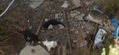 Radio Zampetta Sarda: cercasi stallo per 4 gattini che rischiano la vita