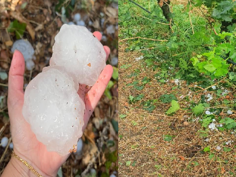 Grandinata devastante in Sardegna, la conta dei danni degli agricoltori: “Frutteti distrutti e stagione persa”