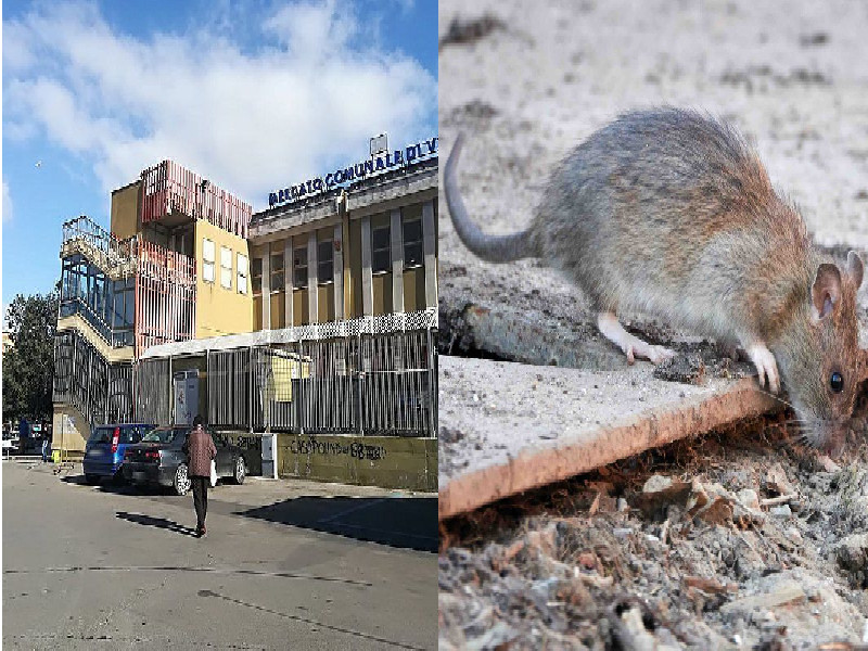 Cagliari, mazzata per i boxisti di via Quirra: mercato chiuso 5 giorni perchè ci sono topi