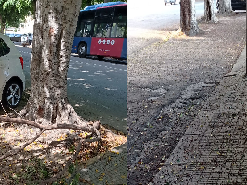 Cagliari, bacche e rifiuti invadono viale Trieste: “Puzza e pericoli, dobbiamo attendere nuovi incidenti?”