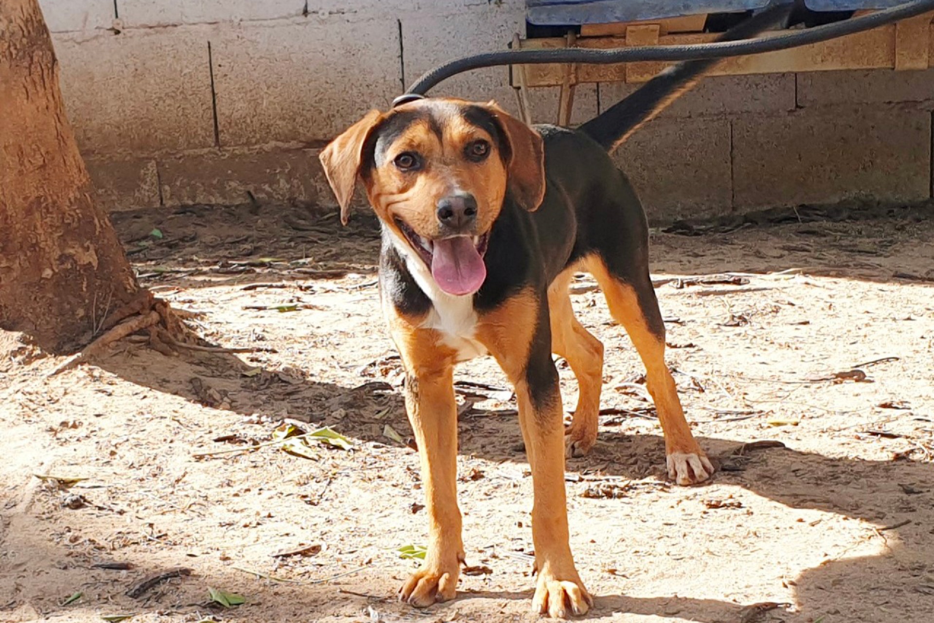 Tempesta, la cucciolona del canile di Cagliari sgomberata da un campo Rom ora cerca una famiglia