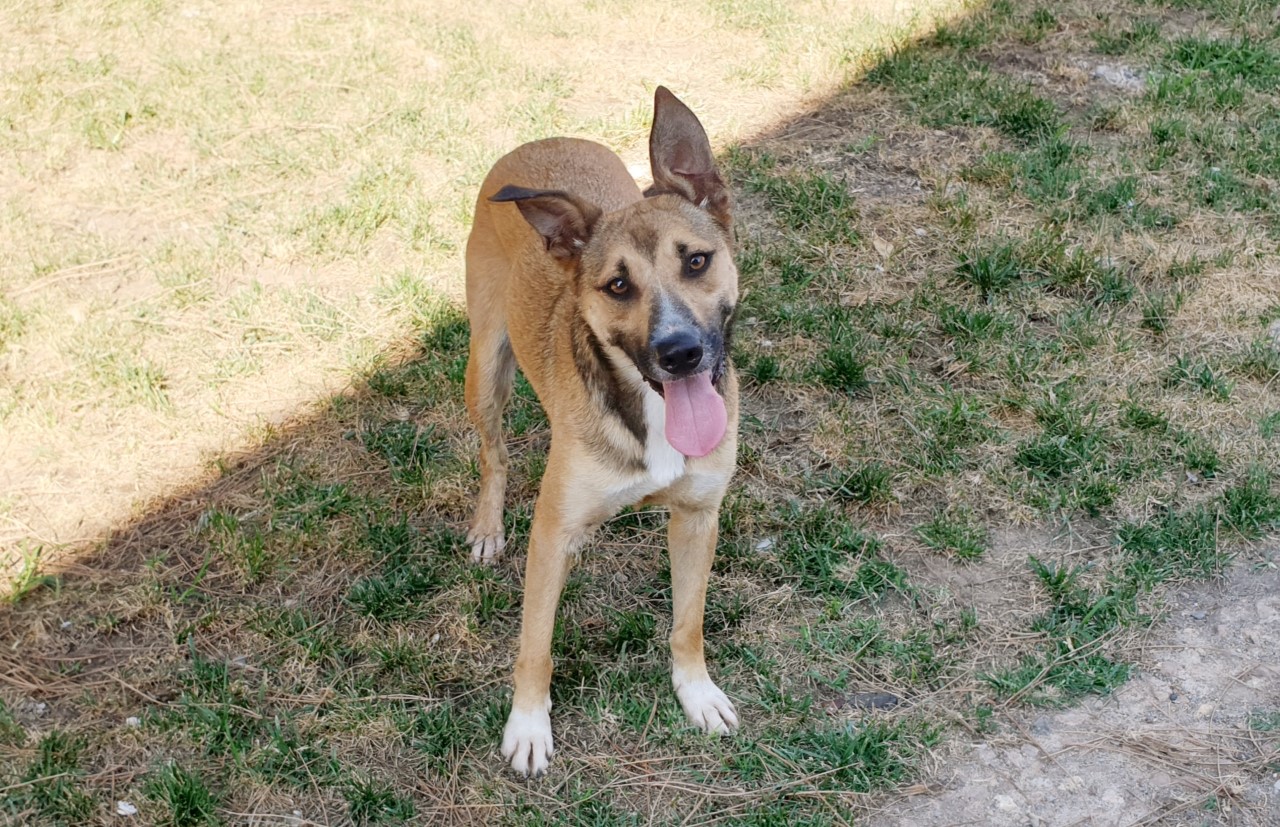 Adotta un cane dal canile di Cagliari: “Brida aspetta una famiglia per la vita”