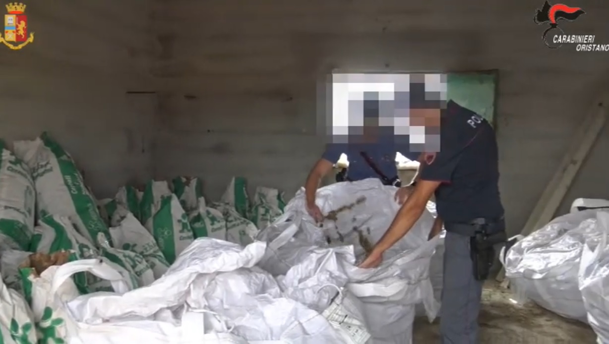 Sardegna, nasconde 550 chili di marijuana nei sacchi del mangime: imprenditore agricolo in manette