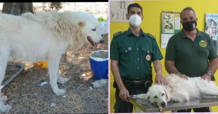 Sos per la dolce Pira: “Il suo pastore morto a Maracalagonis, cerca stallo o adozione”