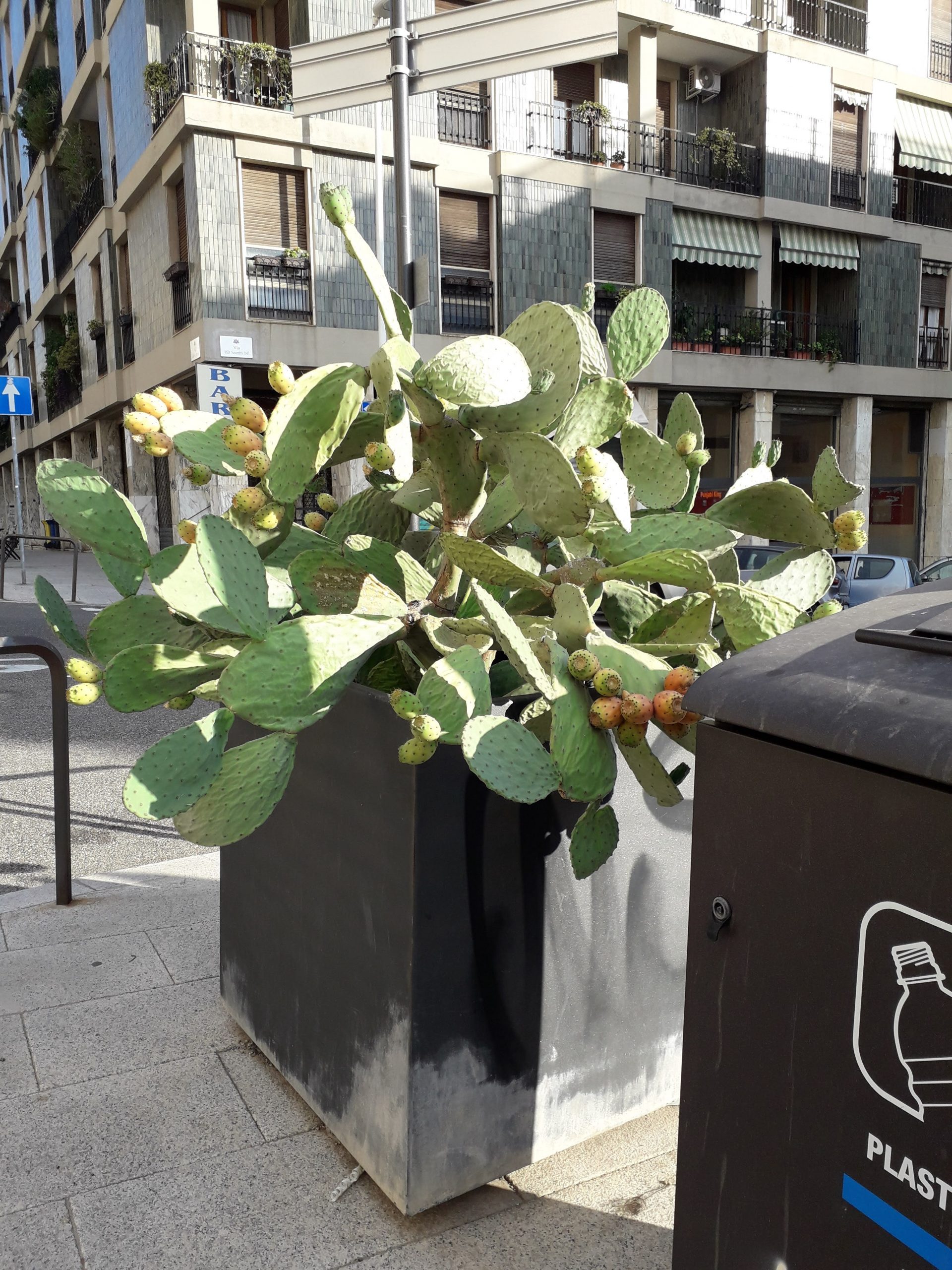 Cagliari, crescono gli strani fichi d’india nel centro storico: “Il Comune cosa ne pensa?”