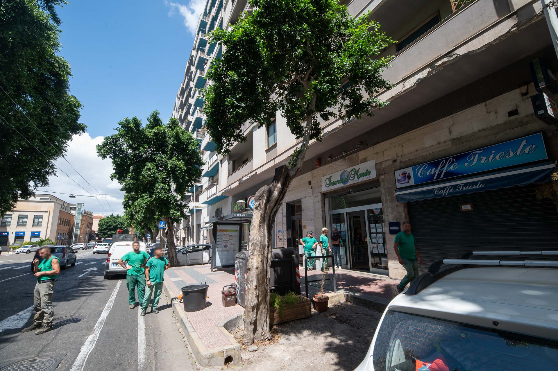 Cagliari, il Comune butta giù un ficus in viale Trieste: “Era pericolante”